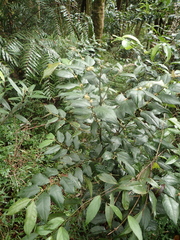 Lasianthus formosensis