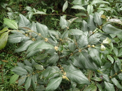 Lasianthus formosensis
