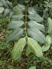 Lasianthus formosensis