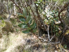 Agarista buxifolia
