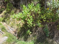 Psiadia anchusifolia
