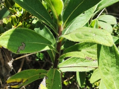 Psiadia anchusifolia