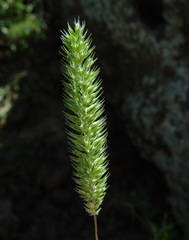 Phleum montanum
