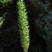 Phleum montanum - Photo (c) Ron Frumkin, some rights reserved (CC BY-NC), uploaded by Ron Frumkin