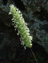 Phleum montanum