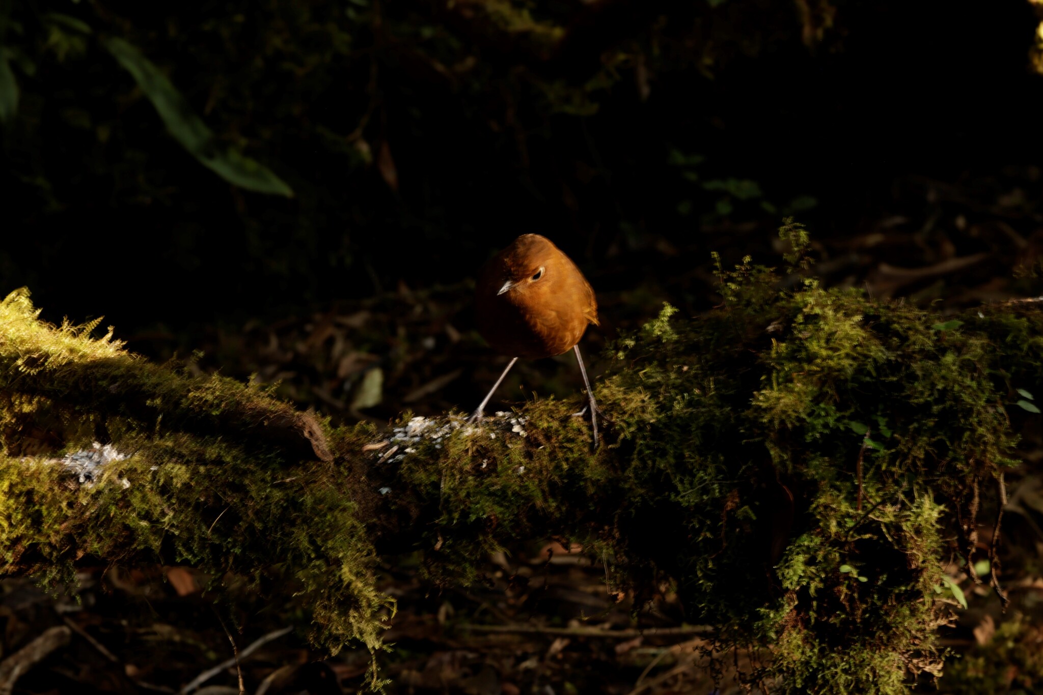 Muisca Antpitta (Grallaria rufula), photo 4