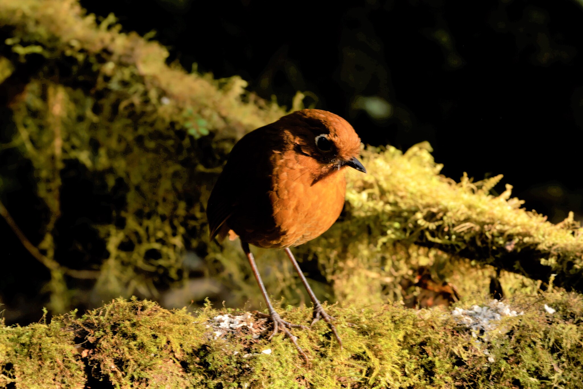 Muisca Antpitta (Grallaria rufula), photo 5