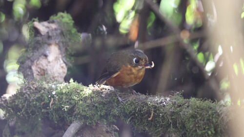 Rufous-breasted Antpitta (Grallaricula leymebambae), photo 4