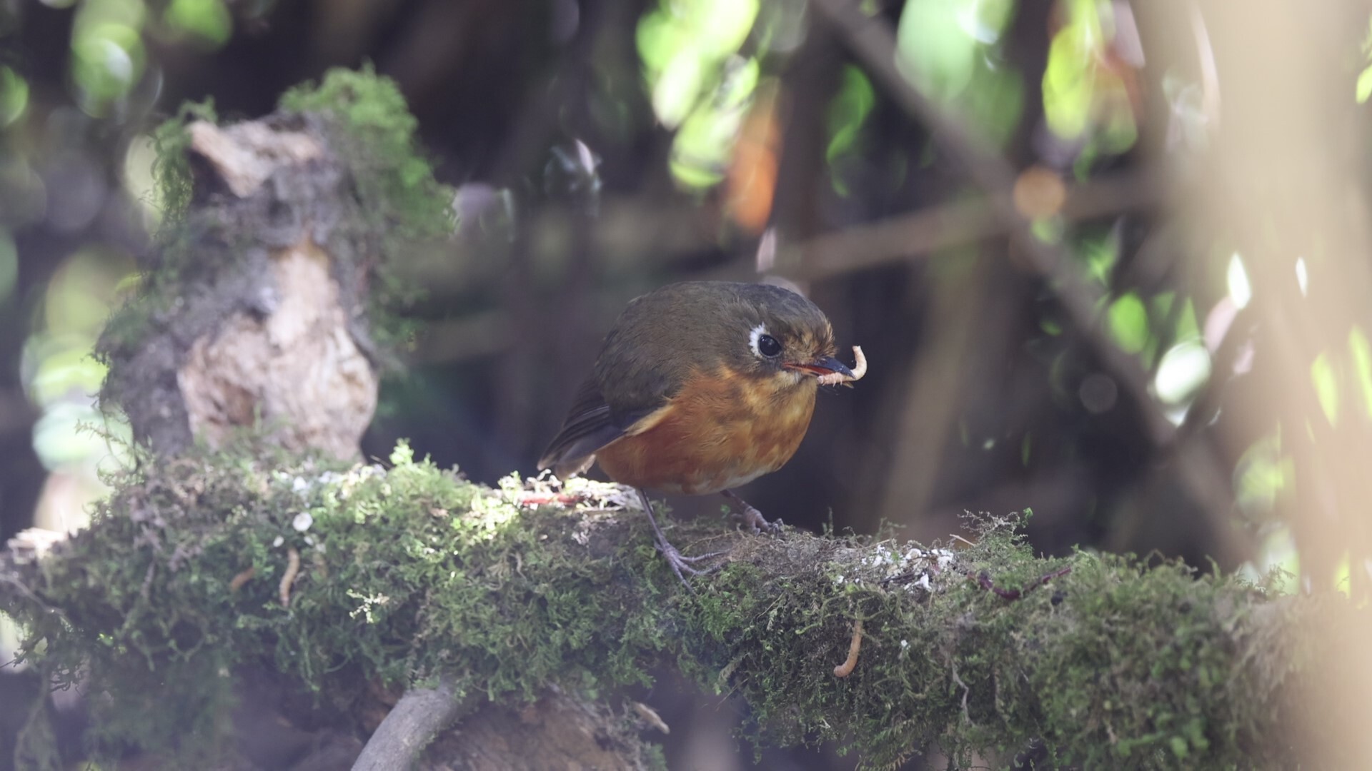 Rufous-breasted Antpitta (Grallaricula leymebambae), photo 4