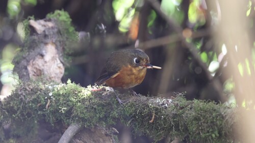 Rufous-breasted Antpitta (Grallaricula leymebambae), photo 5