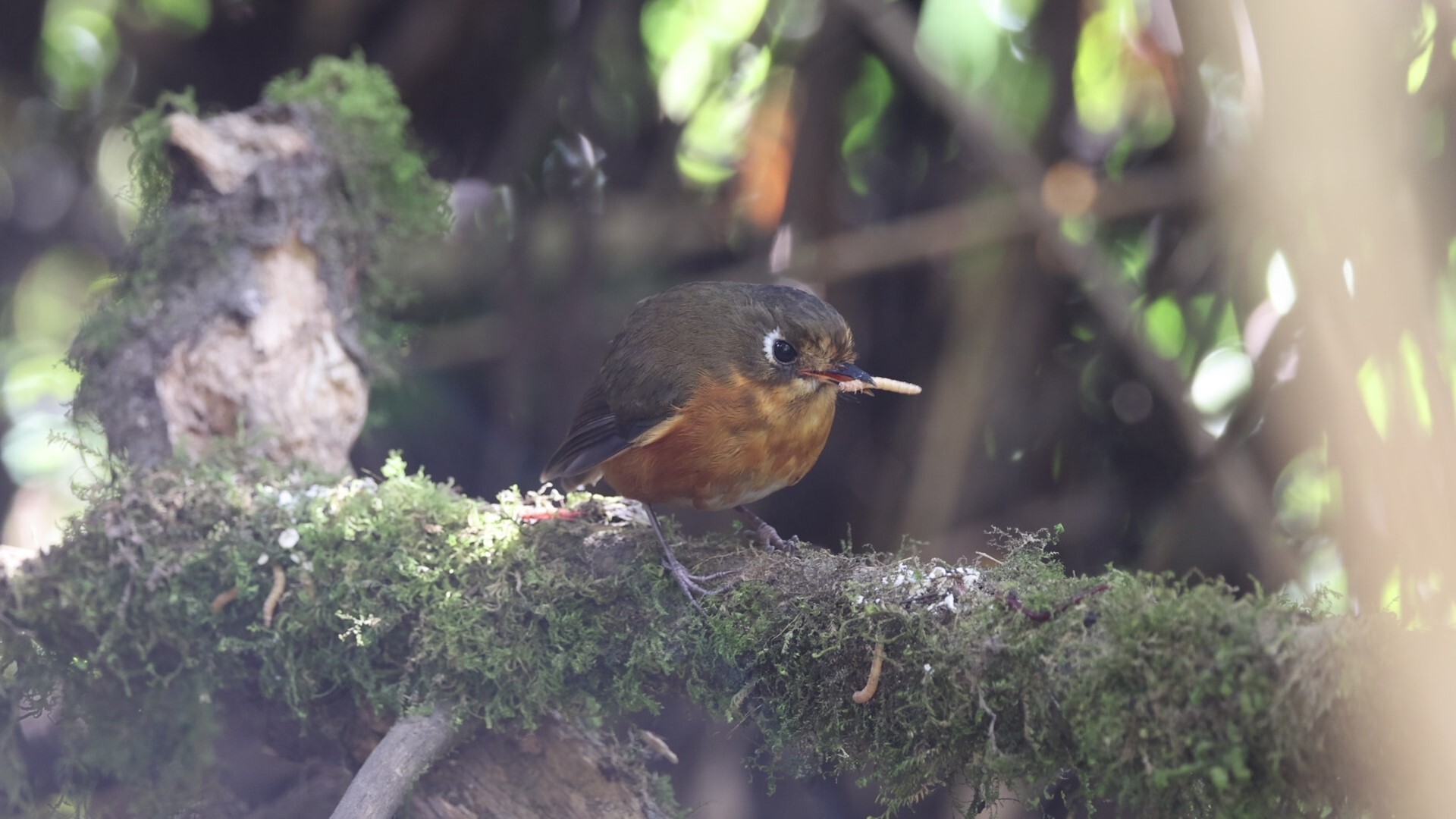 Rufous-breasted Antpitta (Grallaricula leymebambae), photo 5