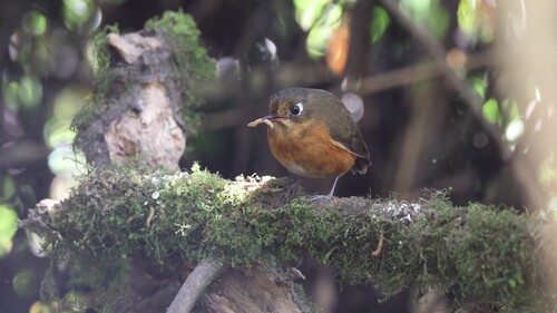 Rufous-breasted Antpitta (Grallaricula leymebambae), photo 6