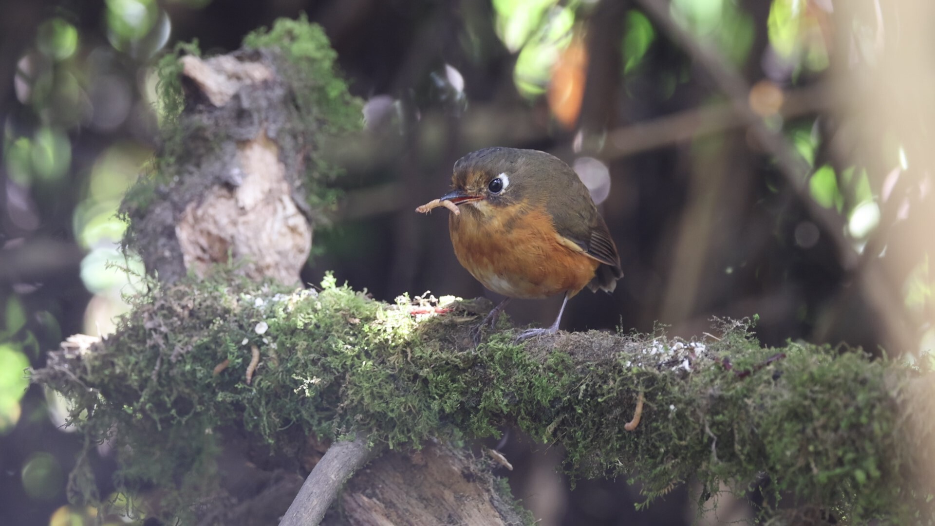 Rufous-breasted Antpitta (Grallaricula leymebambae), photo 6