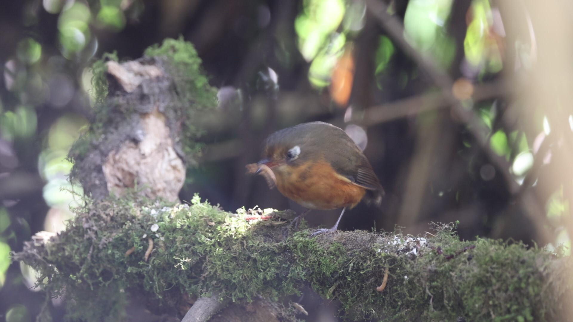 Rufous-breasted Antpitta (Grallaricula leymebambae), photo 8