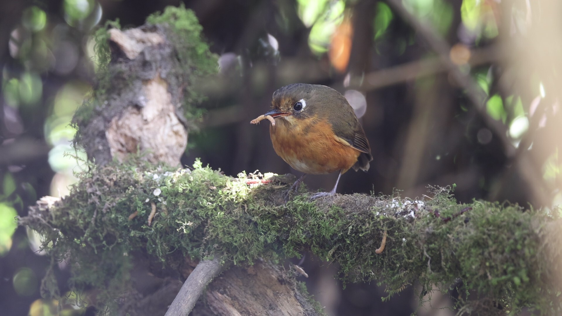 Rufous-breasted Antpitta (Grallaricula leymebambae), photo 7