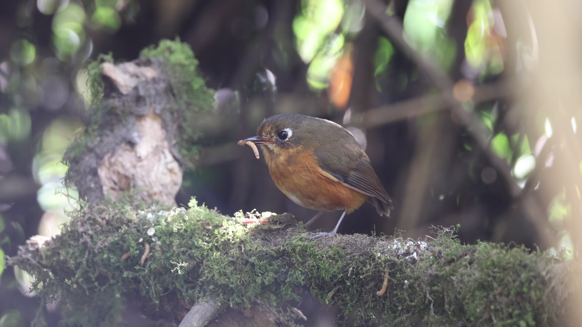 Rufous-breasted Antpitta (Grallaricula leymebambae), photo 9