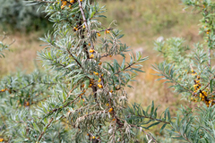 Hippophae