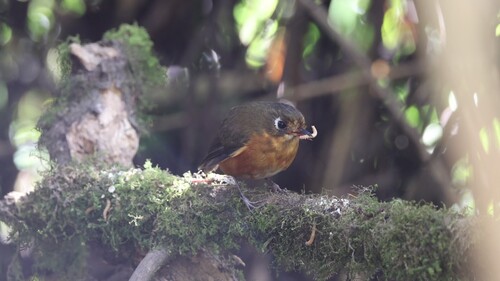 Rufous-breasted Antpitta (Grallaricula leymebambae), photo 10