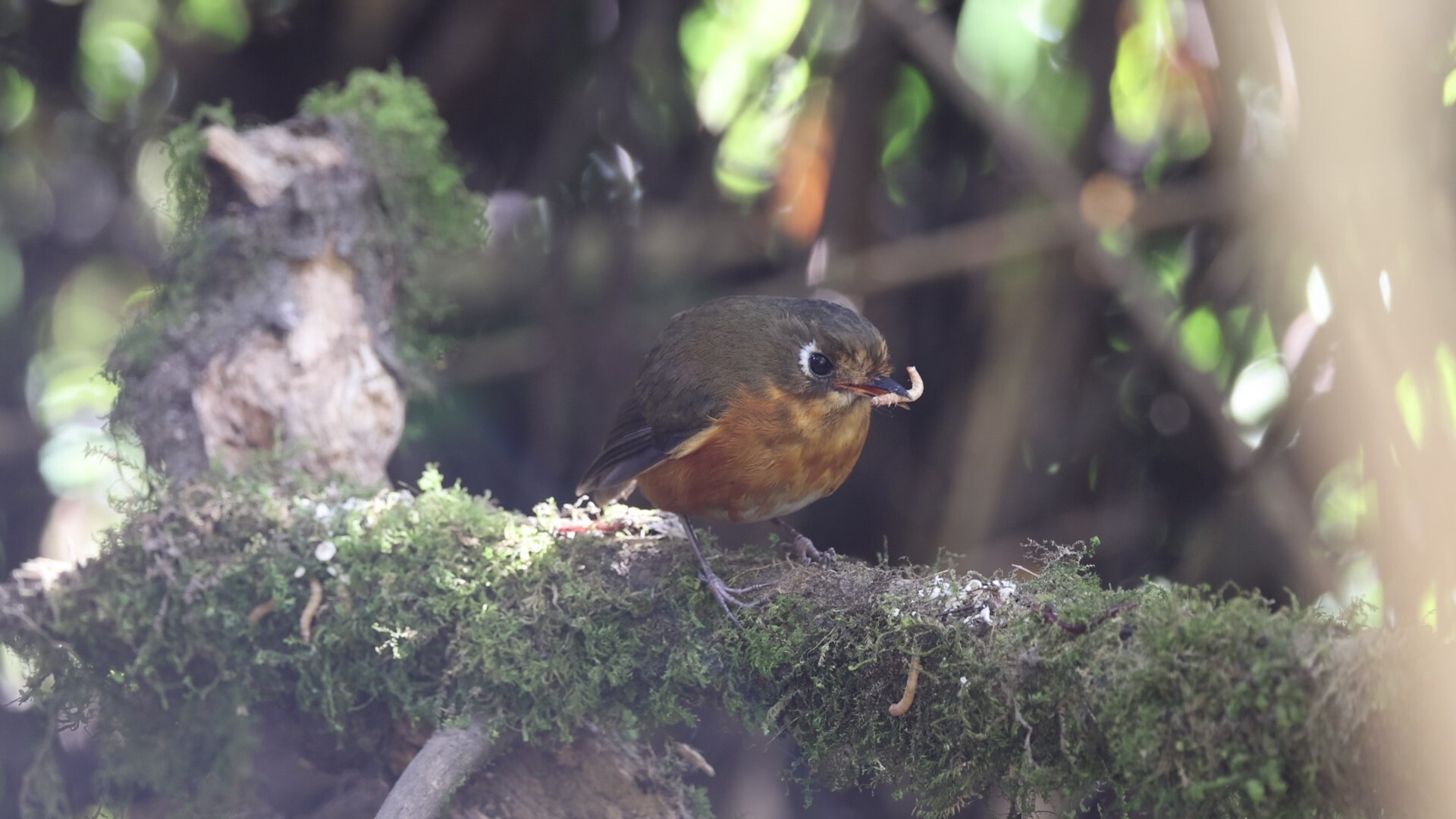 Rufous-breasted Antpitta (Grallaricula leymebambae), photo 10