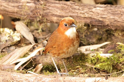 Red-and-white Antpitta (Grallaria erythroleuca), photo 8