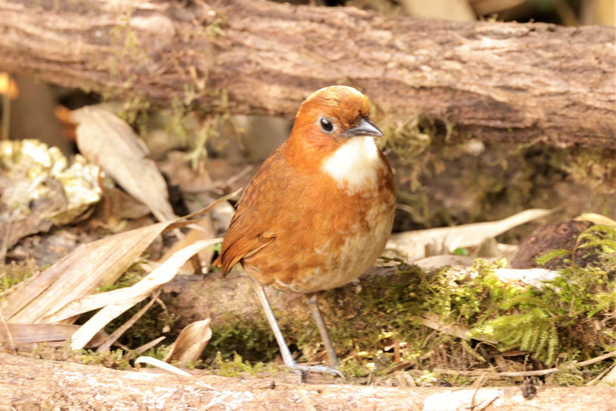 Red-and-white Antpitta (Grallaria erythroleuca), photo 2