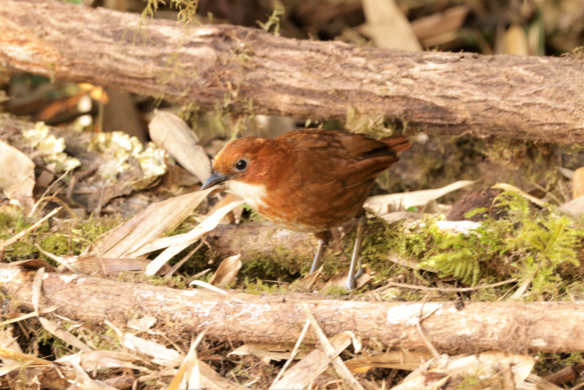 Red-and-white Antpitta (Grallaria erythroleuca), photo 3