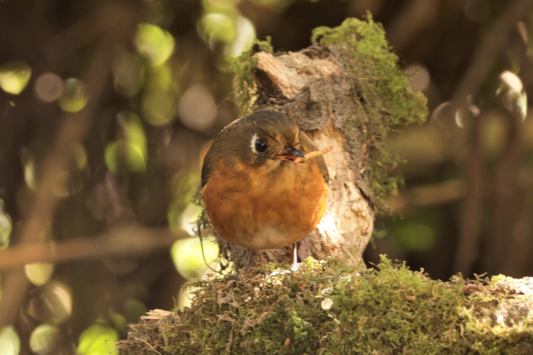 Rufous-breasted Antpitta (Grallaricula leymebambae), photo 3