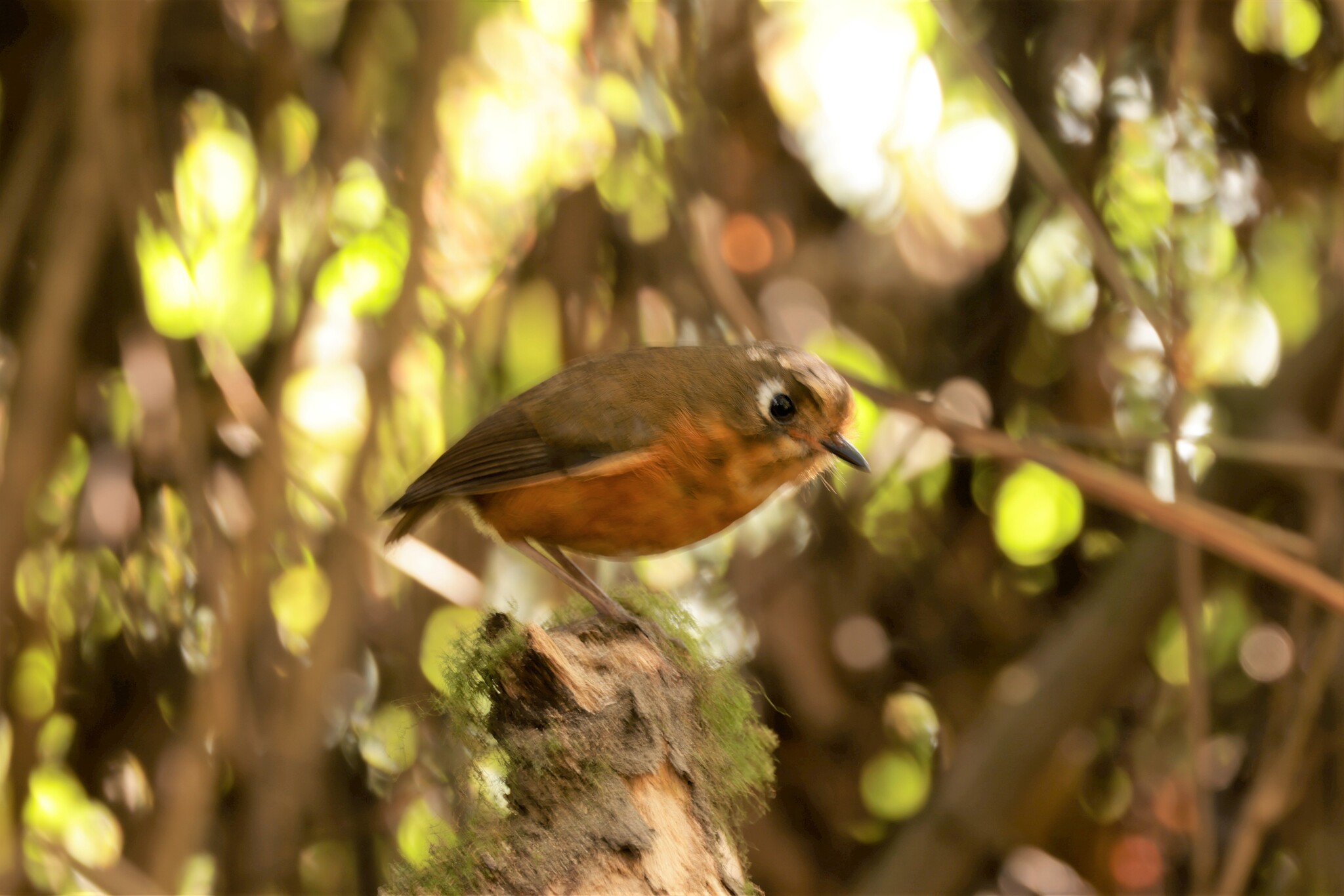 Rufous-breasted Antpitta (Grallaricula leymebambae), photo 2