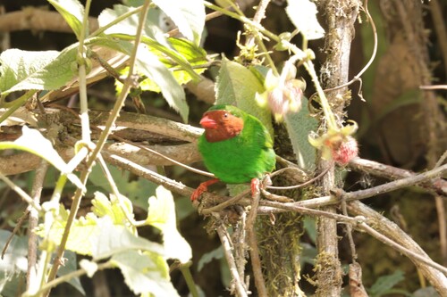 Grass-green Tanager (Chlorornis riefferii), photo 10