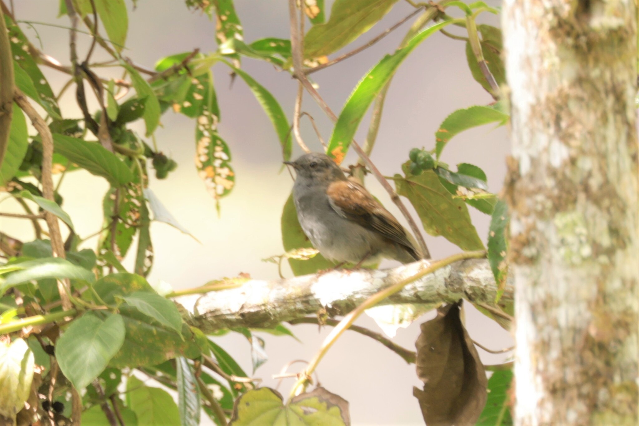 Andean Solitaire (Myadestes ralloides), photo 6