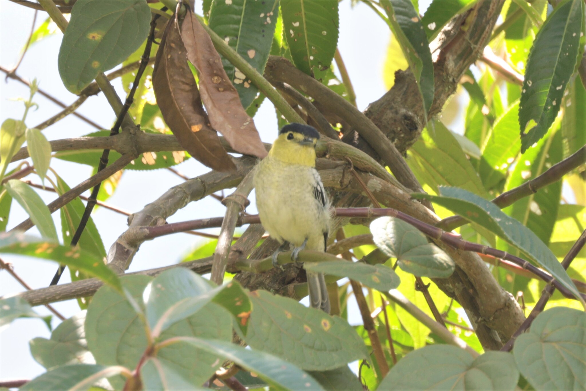 Barred Becard (Pachyramphus versicolor), photo 6