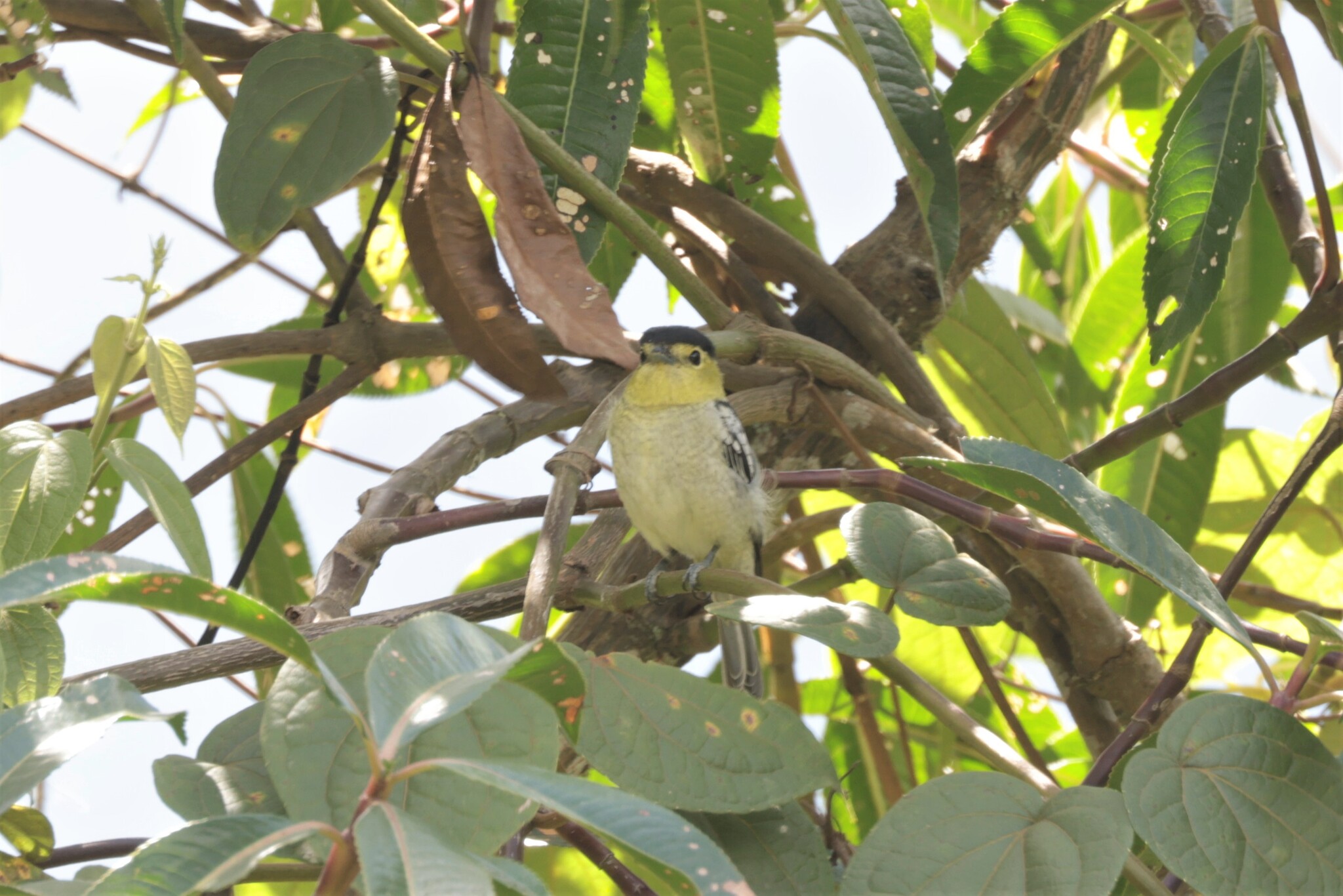 Barred Becard (Pachyramphus versicolor), photo 7