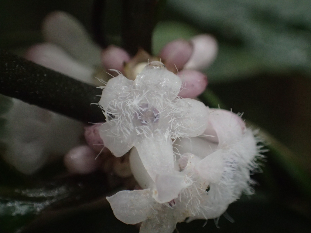 Lasianthus fordii (Lasianthus fordii)