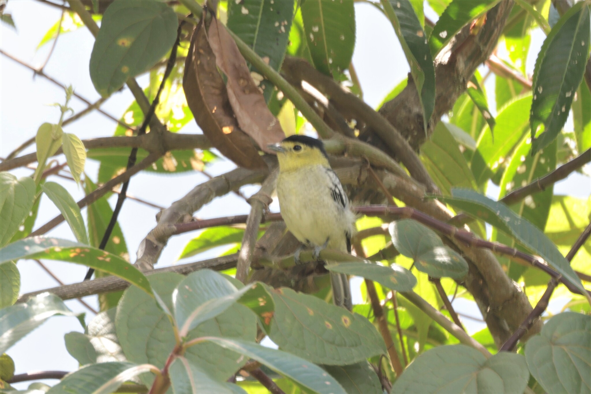 Barred Becard (Pachyramphus versicolor), photo 8