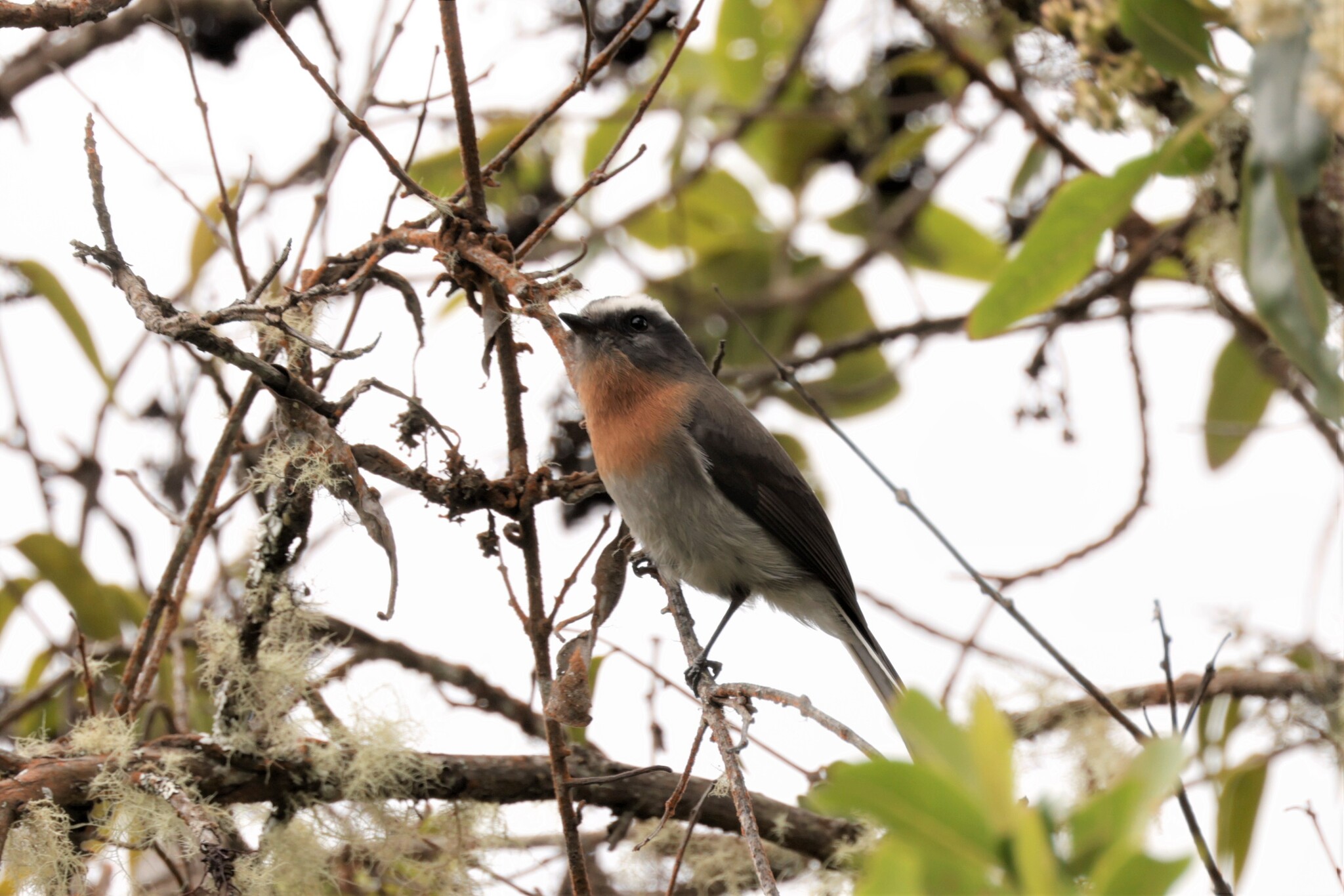 Rufous-breasted Chat-Tyrant (Ochthoeca rufipectoralis), photo 9