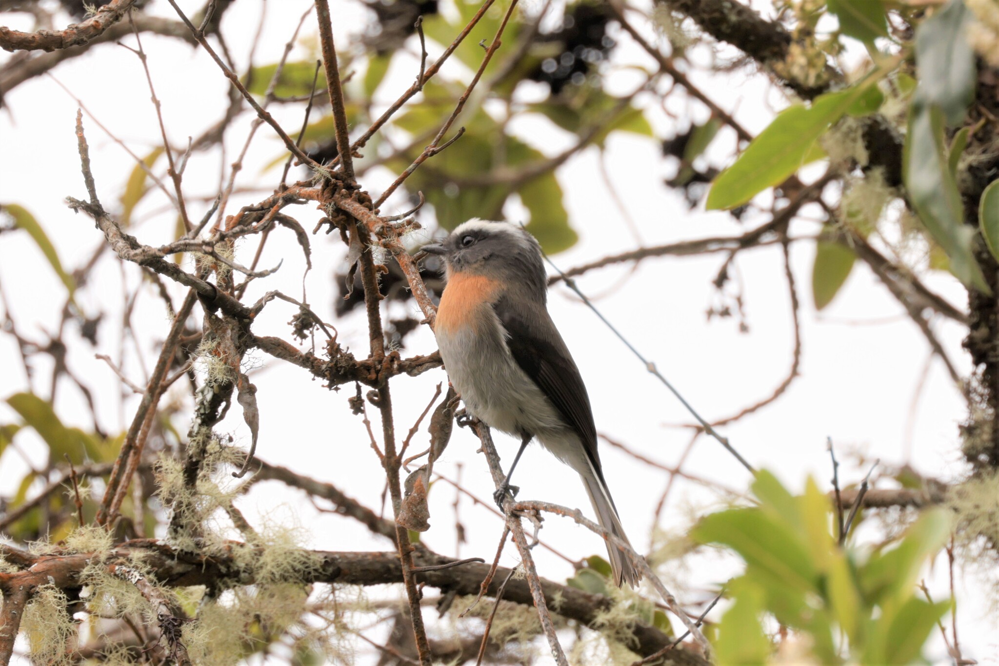 Rufous-breasted Chat-Tyrant (Ochthoeca rufipectoralis), photo 8