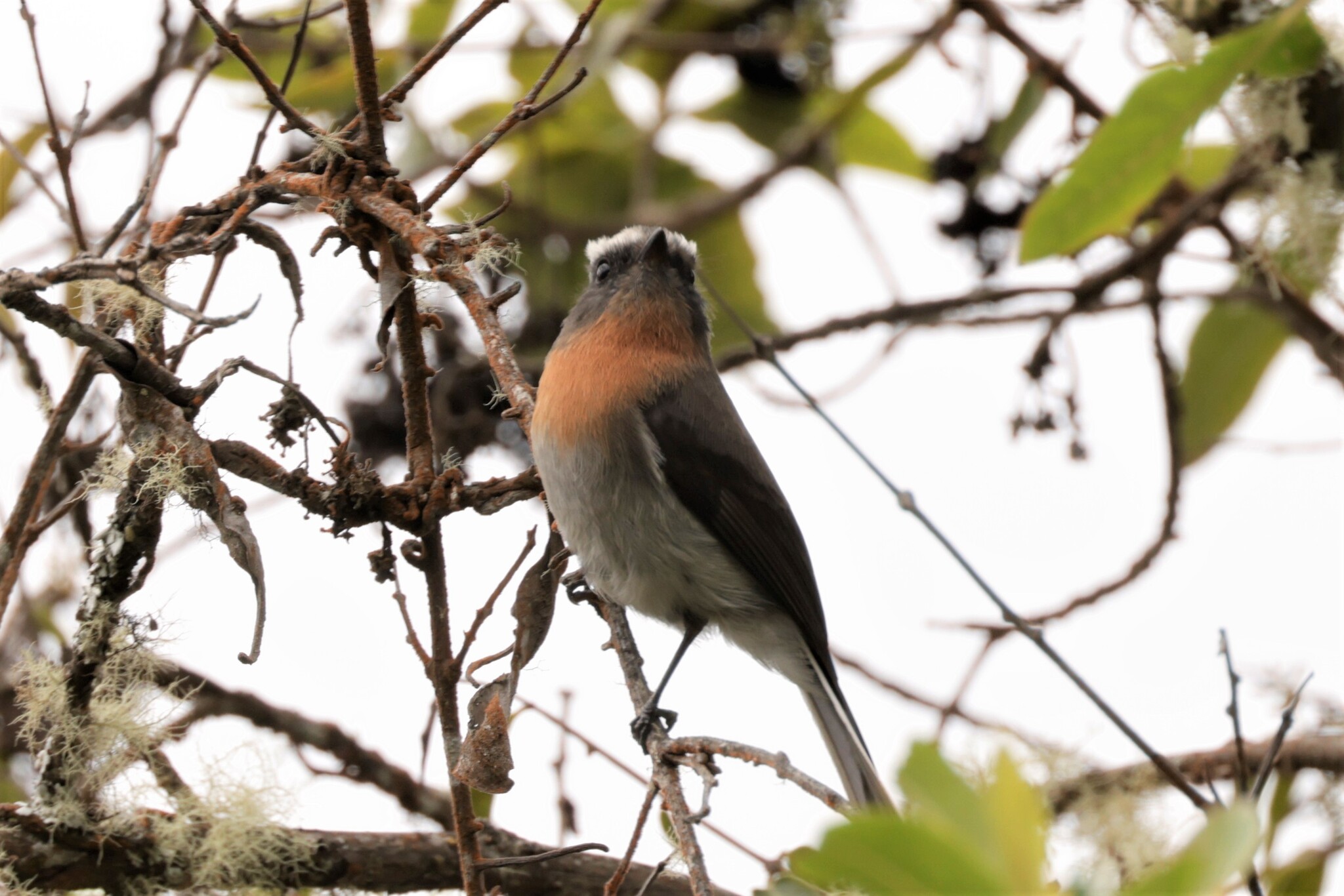 Rufous-breasted Chat-Tyrant (Ochthoeca rufipectoralis), photo 10