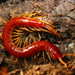 Eastern Red Centipede - Photo (c) David, some rights reserved (CC BY-NC-SA), uploaded by David