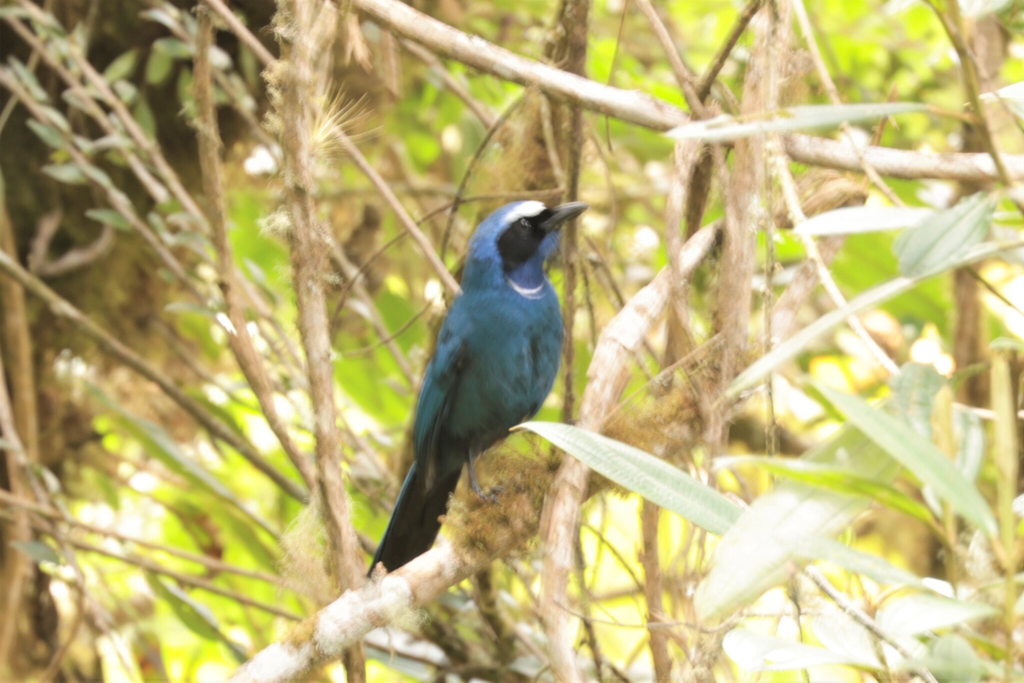 White-collared Jay (Cyanolyca viridicyanus), photo 4