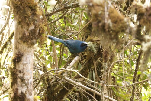 White-collared Jay (Cyanolyca viridicyanus), photo 5