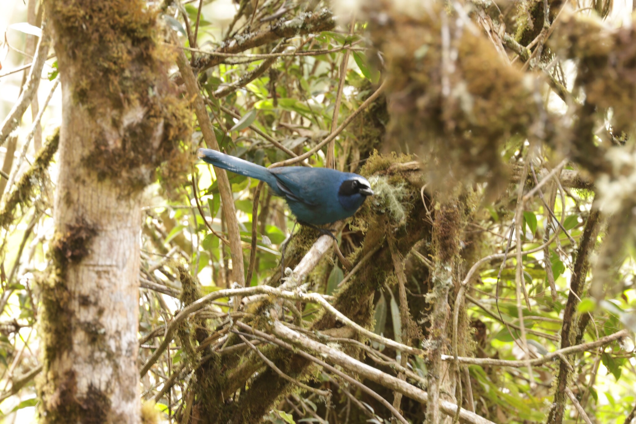 White-collared Jay (Cyanolyca viridicyanus), photo 5