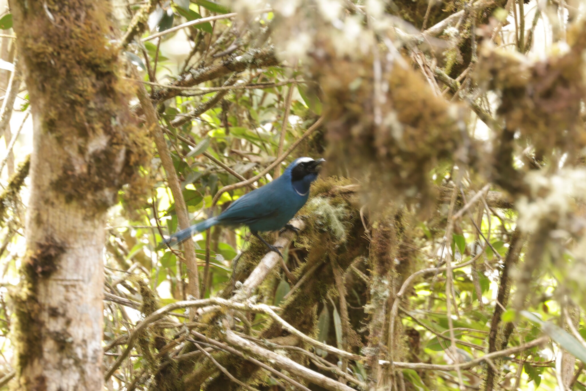White-collared Jay (Cyanolyca viridicyanus), photo 6