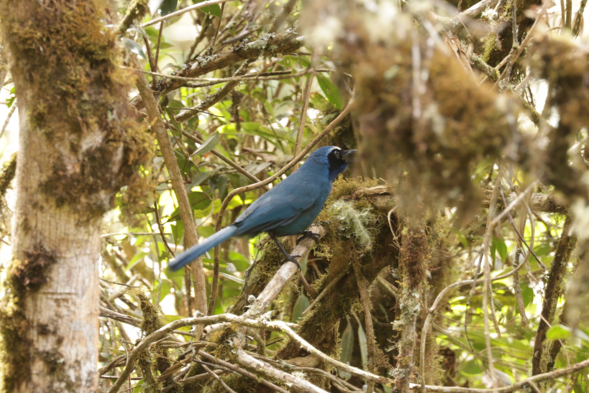White-collared Jay (Cyanolyca viridicyanus), photo 7