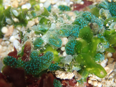 Siphonocladales