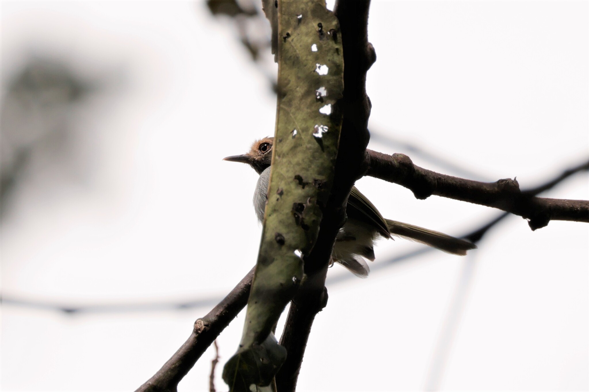 Black-throated Tody-Tyrant (Hemitriccus granadensis), photo 5