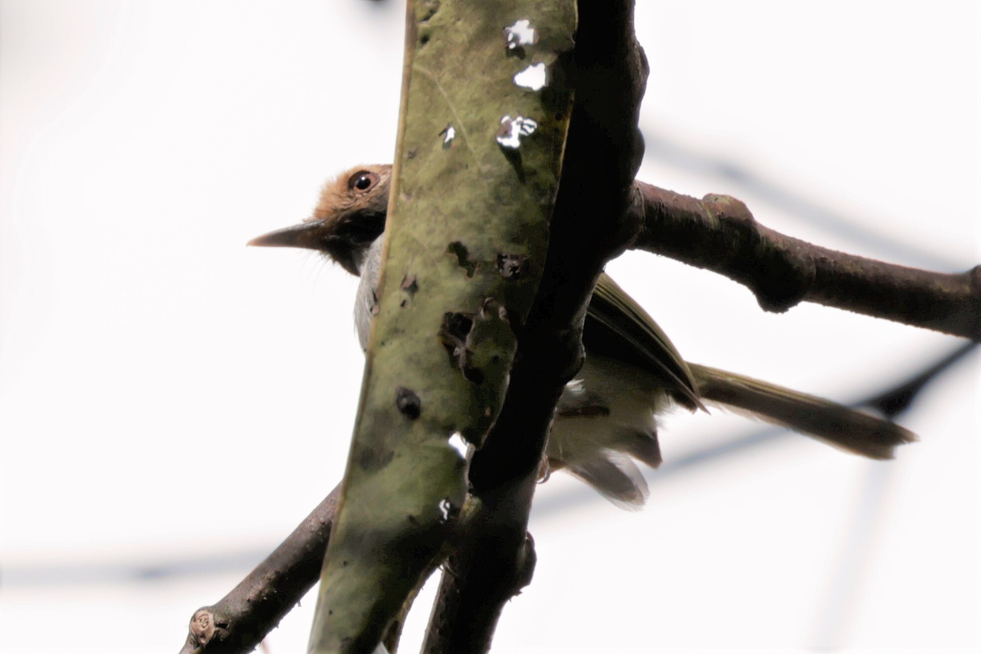 Black-throated Tody-Tyrant (Hemitriccus granadensis), photo 6