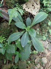 Swertia shintenensis