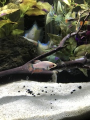 Betta