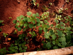Acalypha indica
