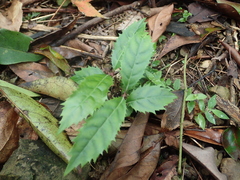 Itea